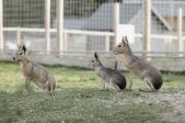  Sigulda Zoo apmeklējums